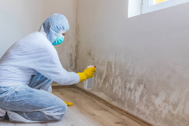 Licensed Attic Mold Removal service in Cottage Grove, OR - WQB Mold Removal