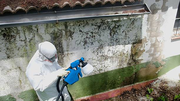 Top rated local Attic Mold Removal specialists in Cottage Grove, OR